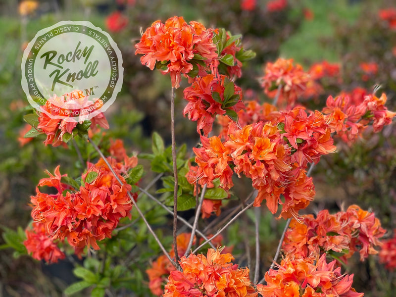 Mandarin Lights plant from Rocky Knoll Farm
