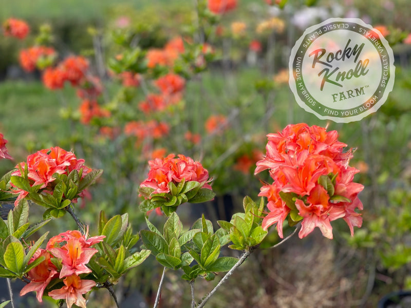 Mandarin Lights plant from Rocky Knoll Farm