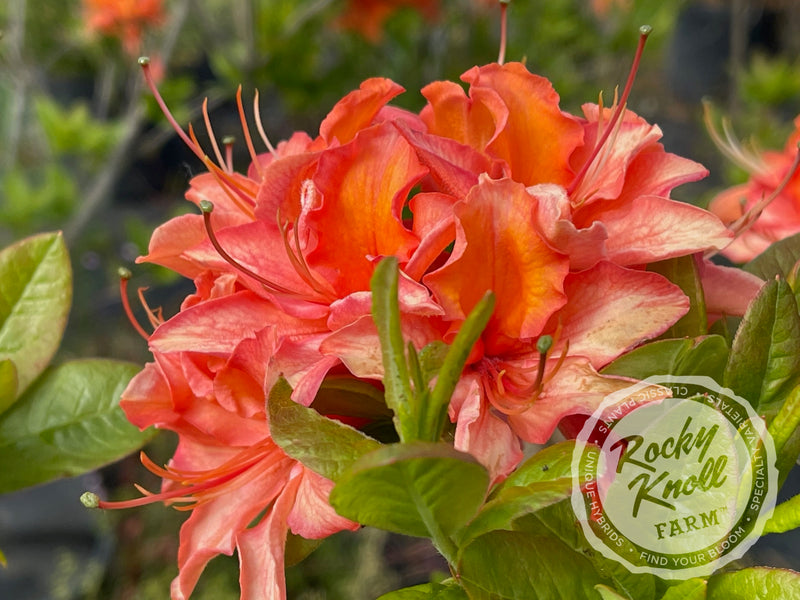 Mandarin Lights plant from Rocky Knoll Farm