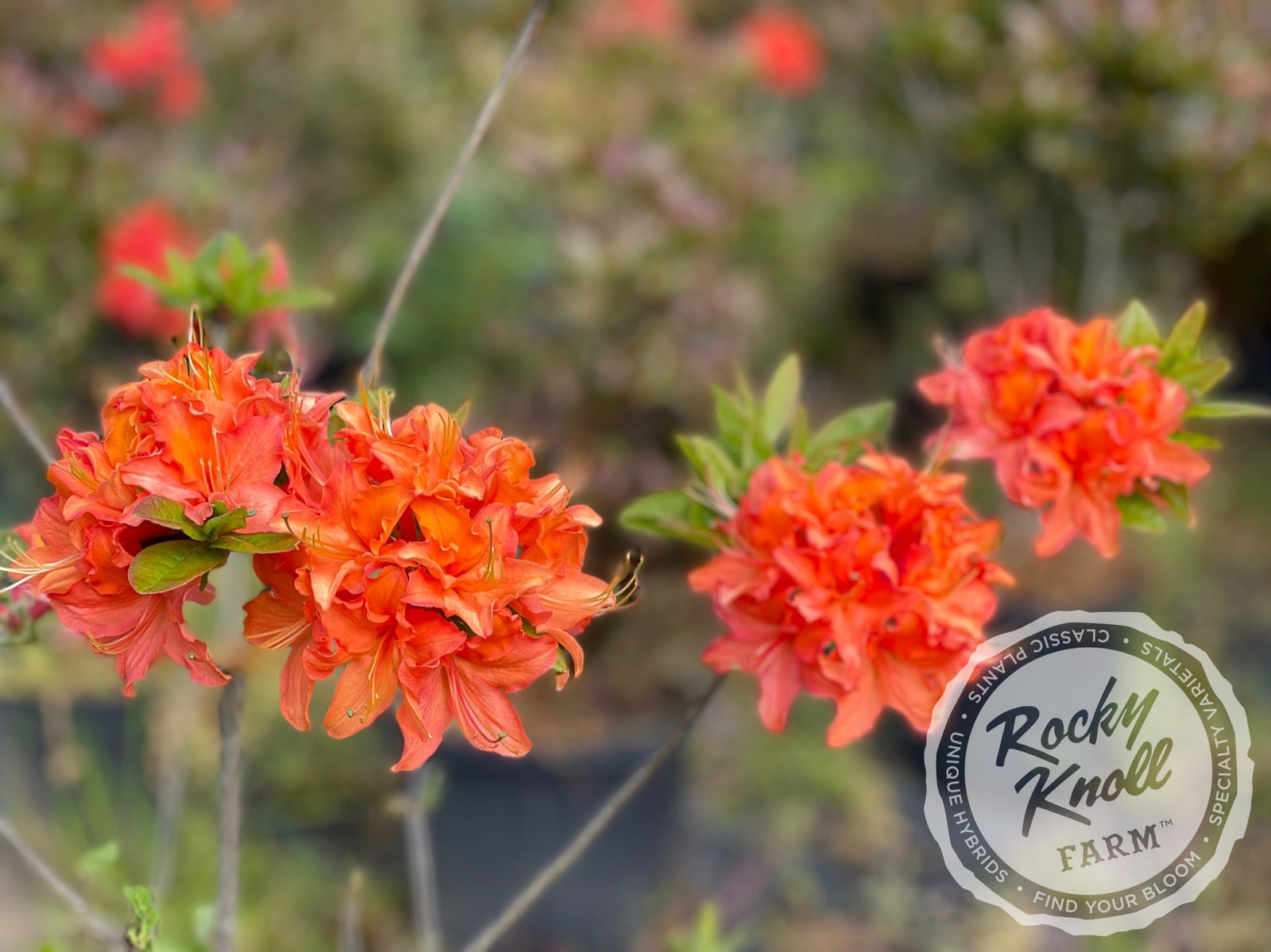 Mandarin Lights - Rocky Knoll Farm