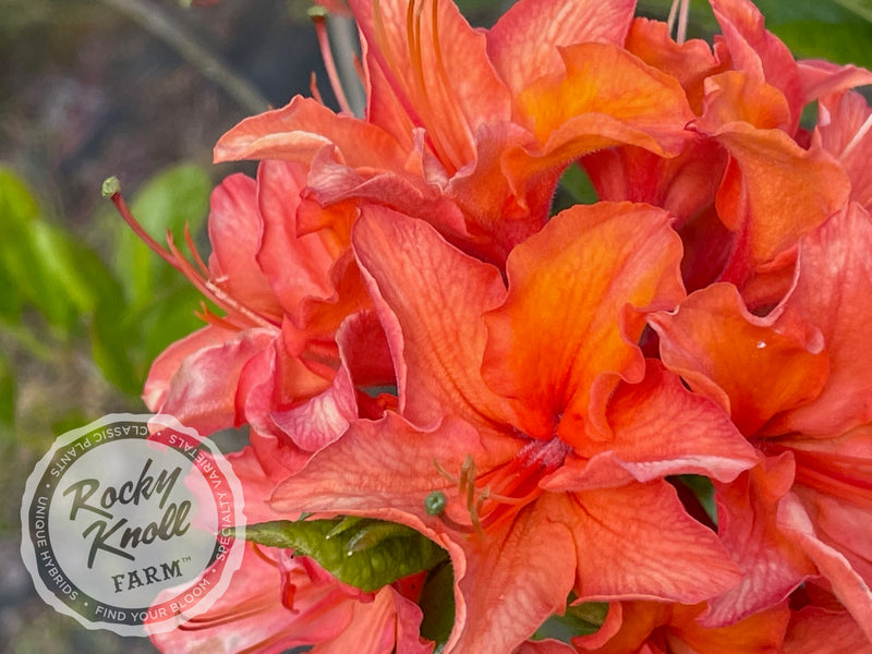 Mandarin Lights plant from Rocky Knoll Farm
