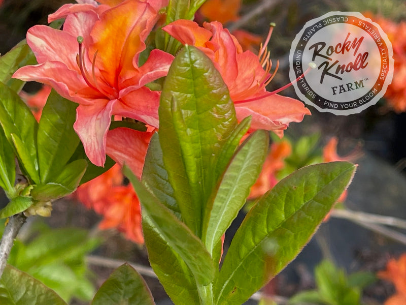 Mandarin Lights plant from Rocky Knoll Farm