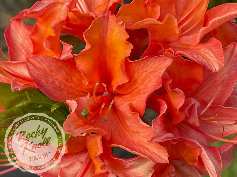 Mandarin Lights plant from Rocky Knoll Farm