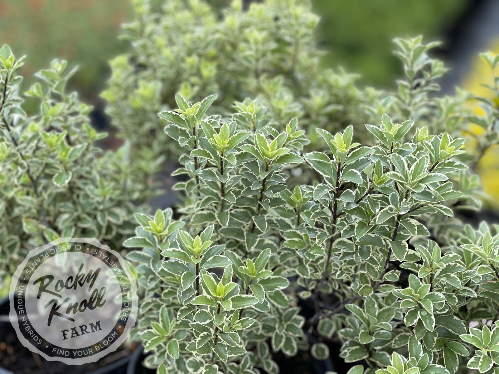 ボンボニエール　鸛(コウノトリ) Marjorie Channon Pittosporum Variegated Kohuhu - Rocky Knoll Farm