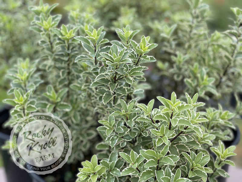 Marjorie Channon Pittosporum Variegated Kohuhu plant from Rocky Knoll Farm