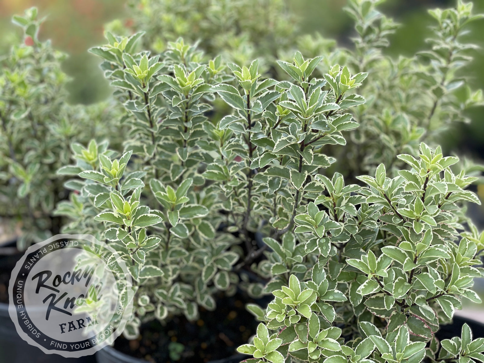 Marjorie Channon Pittosporum Variegated Kohuhu - Rocky Knoll Farm