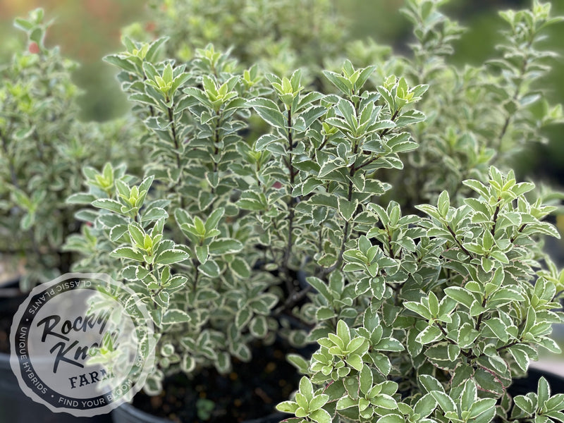 Marjorie Channon Pittosporum Variegated Kohuhu plant from Rocky Knoll Farm