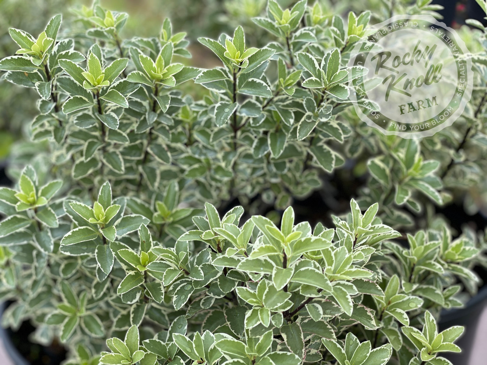 MarjorieChannonVariegatedKohuh