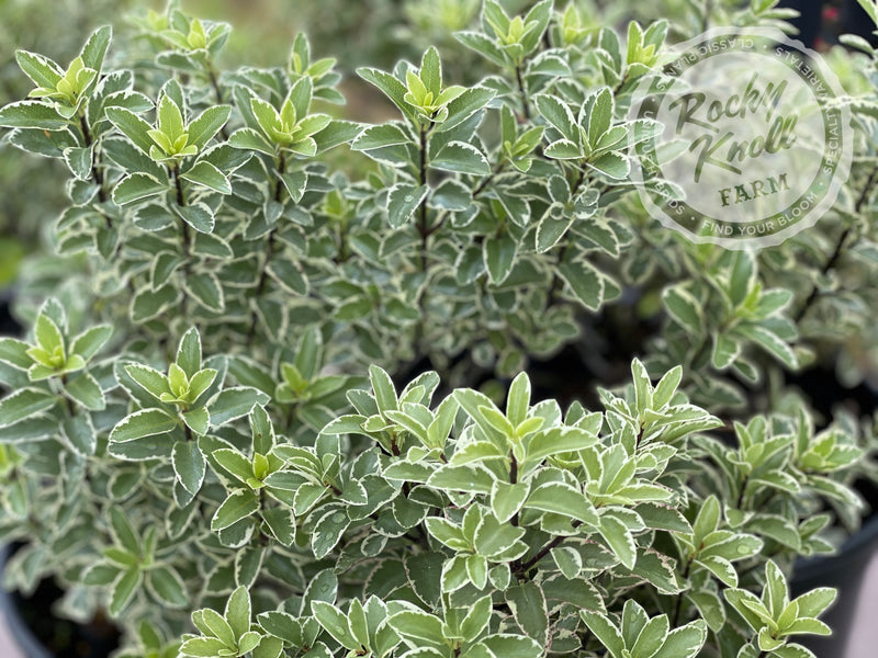 Marjorie Channon Pittosporum Variegated Kohuhu plant from Rocky Knoll Farm