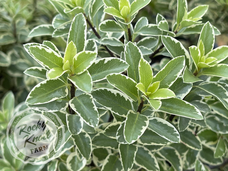 Marjorie Channon Pittosporum Variegated Kohuhu plant from Rocky Knoll Farm