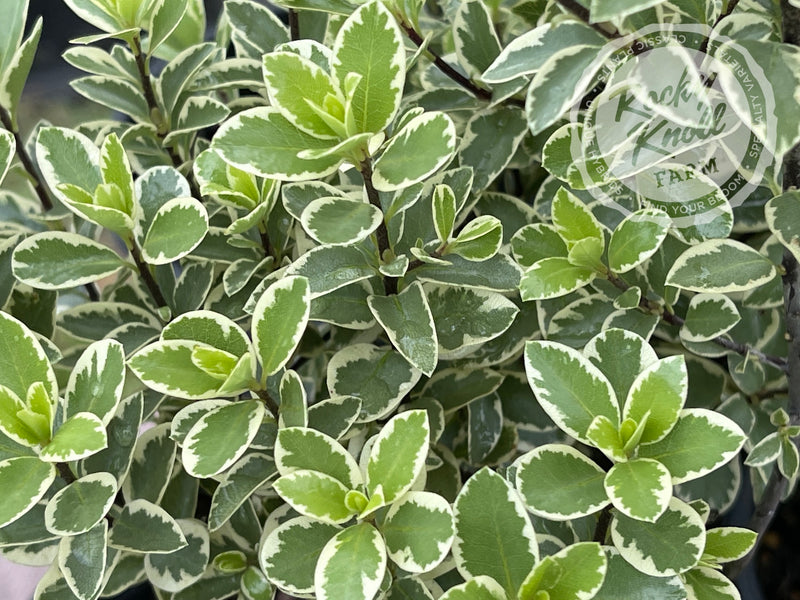 Marjorie Channon Pittosporum Variegated Kohuhu plant from Rocky Knoll Farm