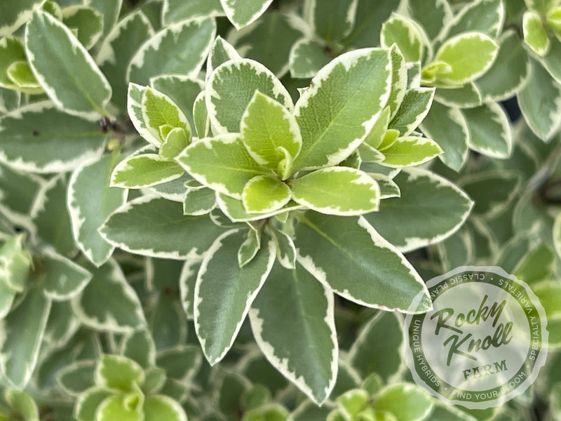 Marjorie Channon Pittosporum Variegated Kohuhu plant from Rocky Knoll Farm