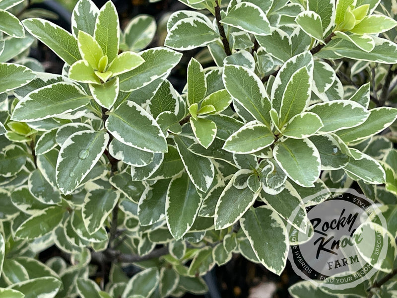 Marjorie Channon Pittosporum Variegated Kohuhu plant from Rocky Knoll Farm