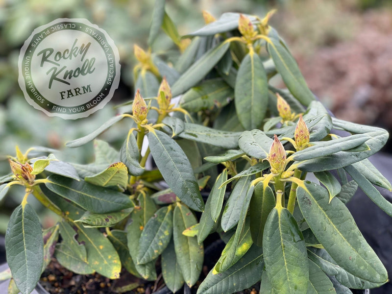 Martian King plant from Rocky Knoll Farm
