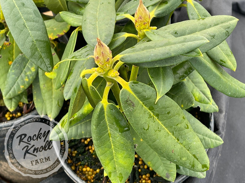 Martian King plant from Rocky Knoll Farm