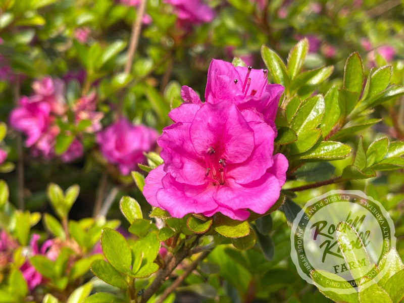 Murasaki Shikibu plant from Rocky Knoll Farm