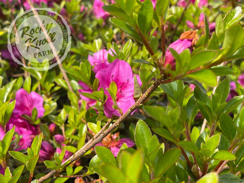 Murasaki Shikibu plant from Rocky Knoll Farm