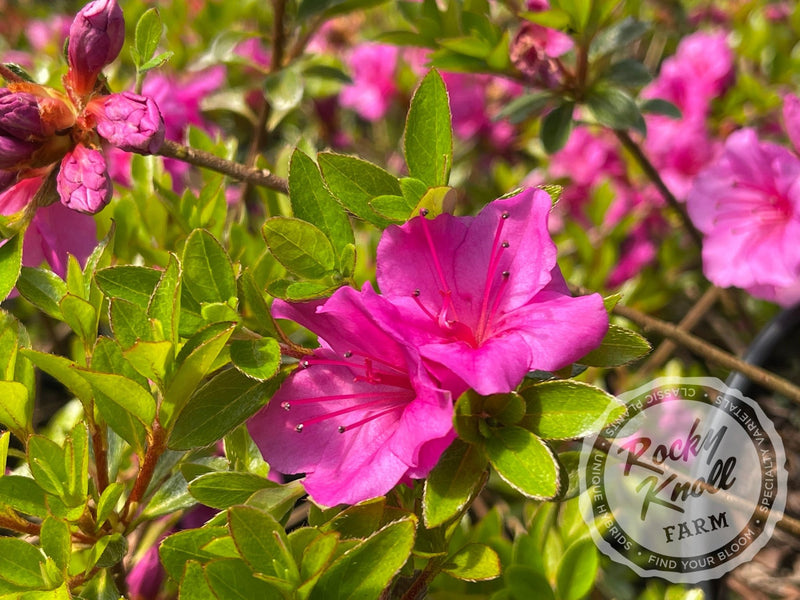Murasaki Shikibu plant from Rocky Knoll Farm