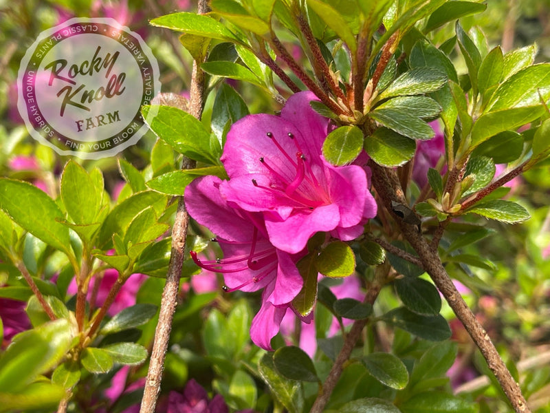 Murasaki Shikibu plant from Rocky Knoll Farm