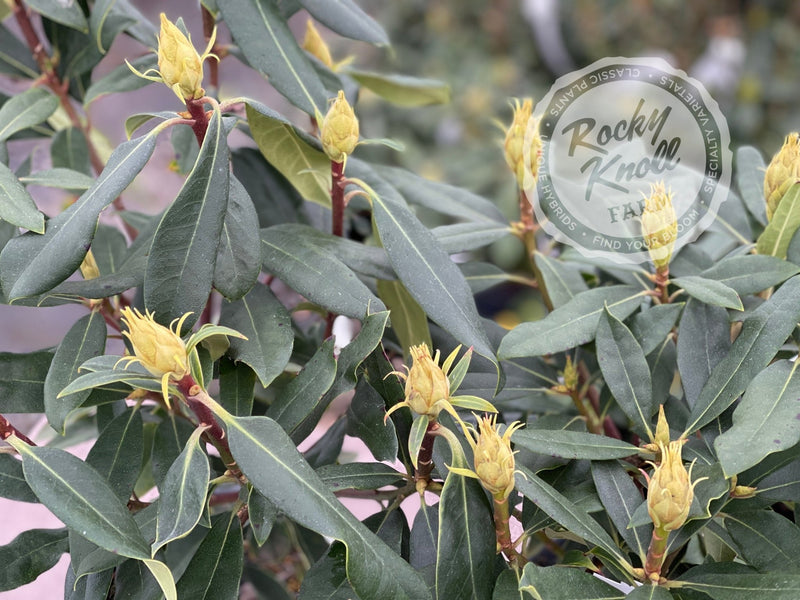 Maximum (or Ponticum) Roseum plant from Rocky Knoll Farm