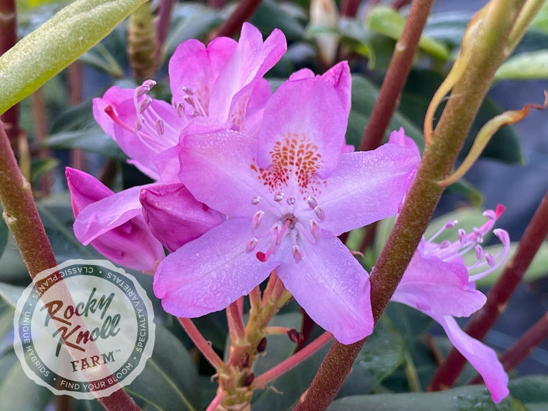 Maximum (or Ponticum) Roseum plant from Rocky Knoll Farm