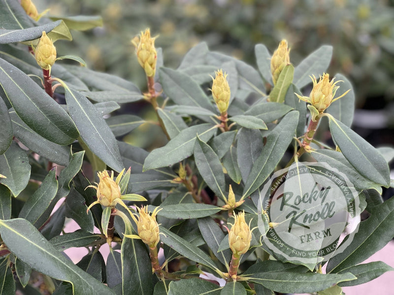 Maximum (or Ponticum) Roseum plant from Rocky Knoll Farm