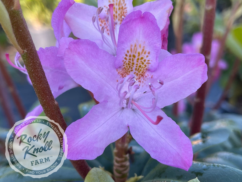 Maximum (or Ponticum) Roseum plant from Rocky Knoll Farm