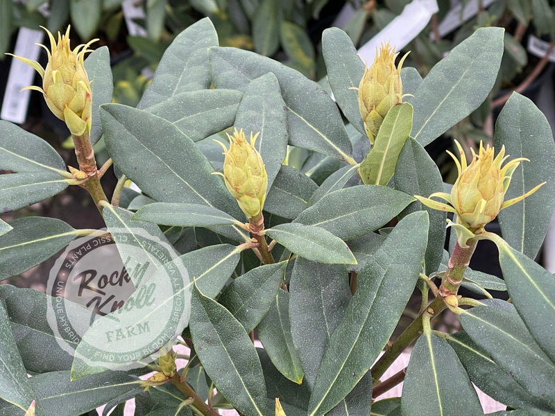 Maximum (or Ponticum) Roseum plant from Rocky Knoll Farm