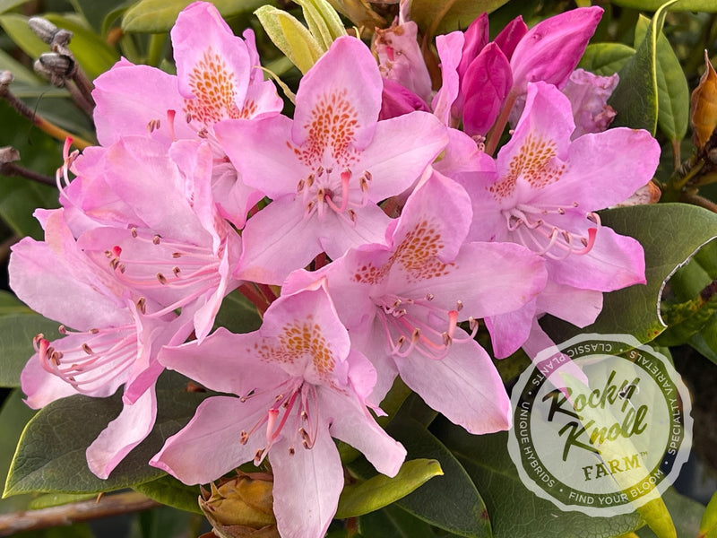 Maximum (or Ponticum) Roseum plant from Rocky Knoll Farm