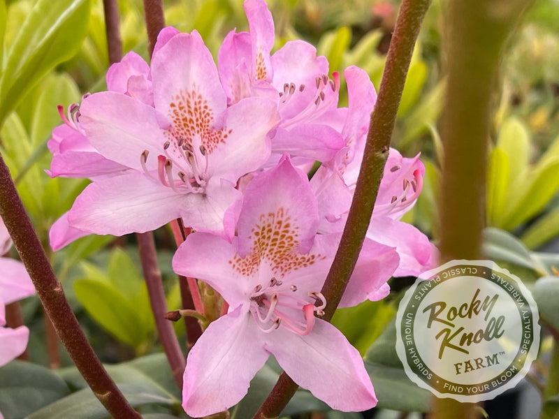 Maximum (or Ponticum) Roseum plant from Rocky Knoll Farm