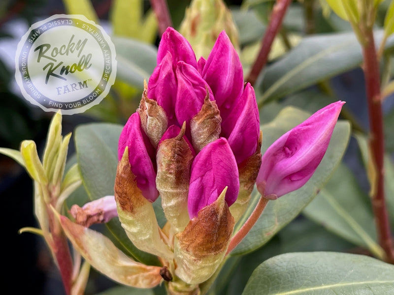 Maximum (or Ponticum) Roseum plant from Rocky Knoll Farm