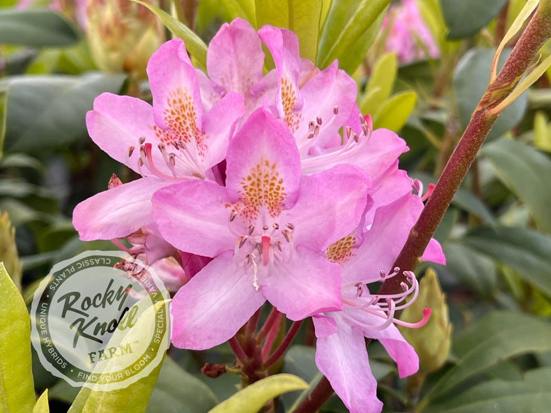 Maximum (or Ponticum) Roseum plant from Rocky Knoll Farm