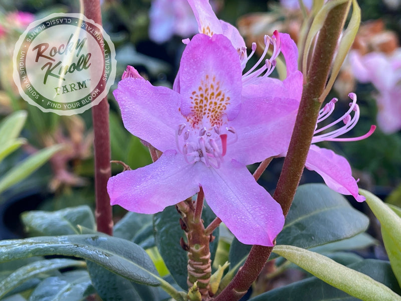 Maximum (or Ponticum) Roseum plant from Rocky Knoll Farm