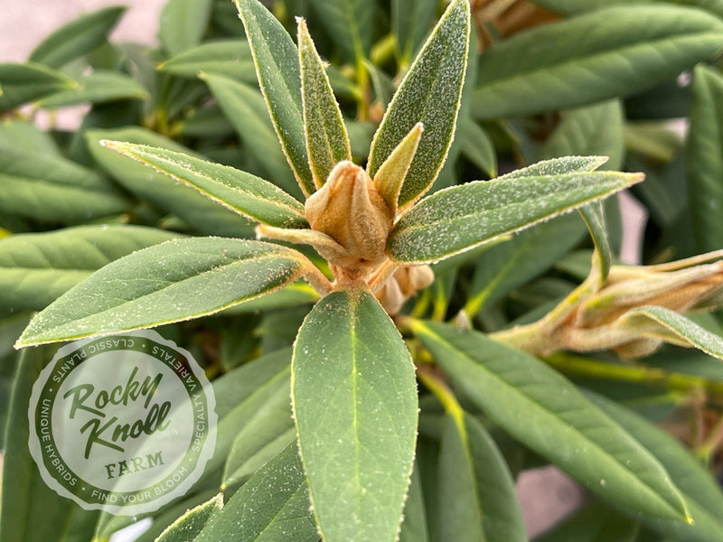 May Day plant from Rocky Knoll Farm