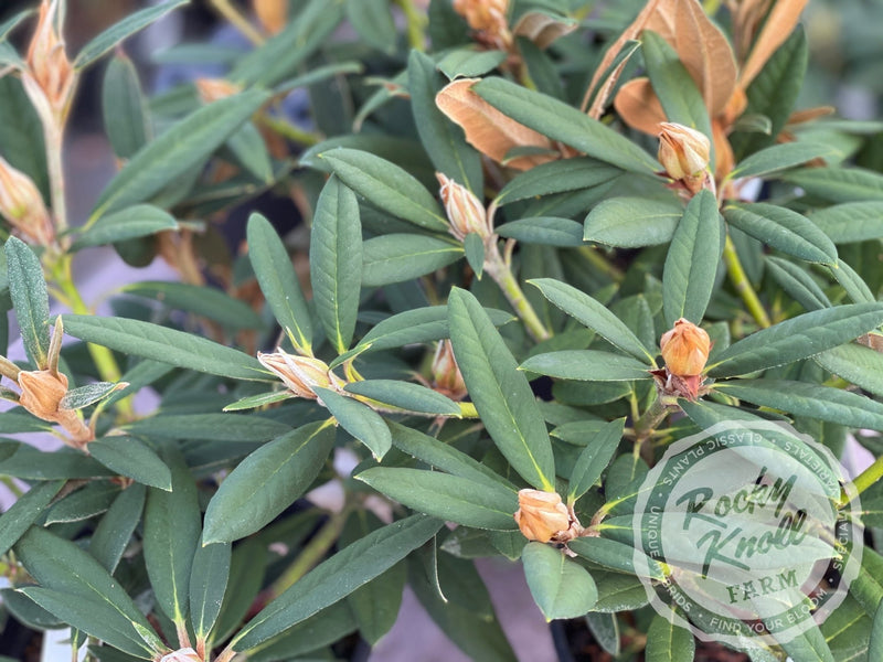 May Day plant from Rocky Knoll Farm