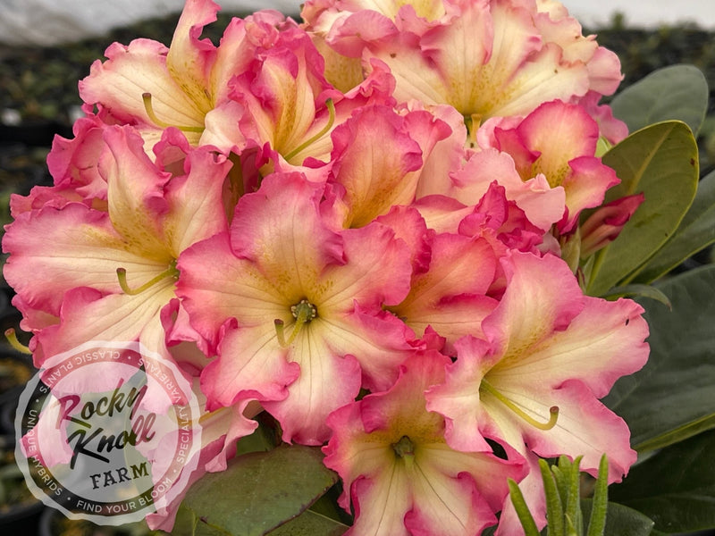 Melrose Flash plant from Rocky Knoll Farm