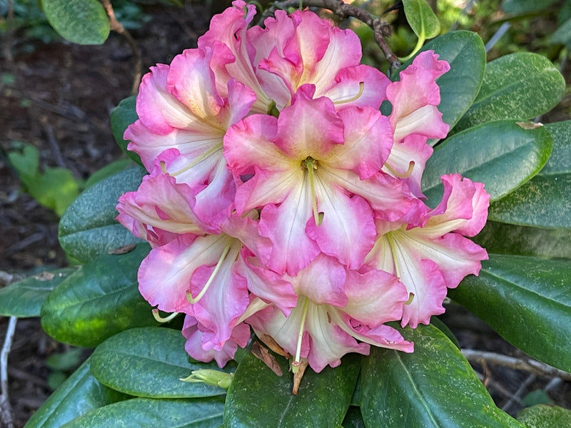 Melrose Flash plant from Rocky Knoll Farm