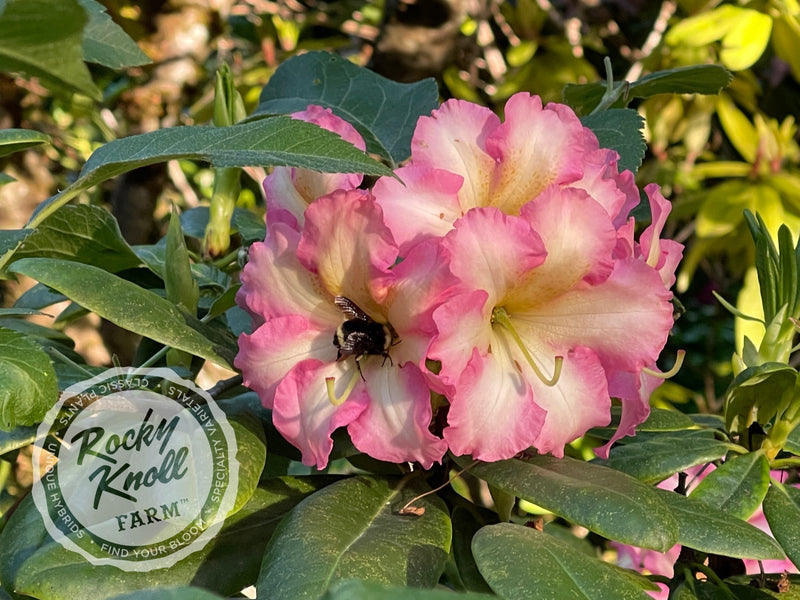 Melrose Flash plant from Rocky Knoll Farm