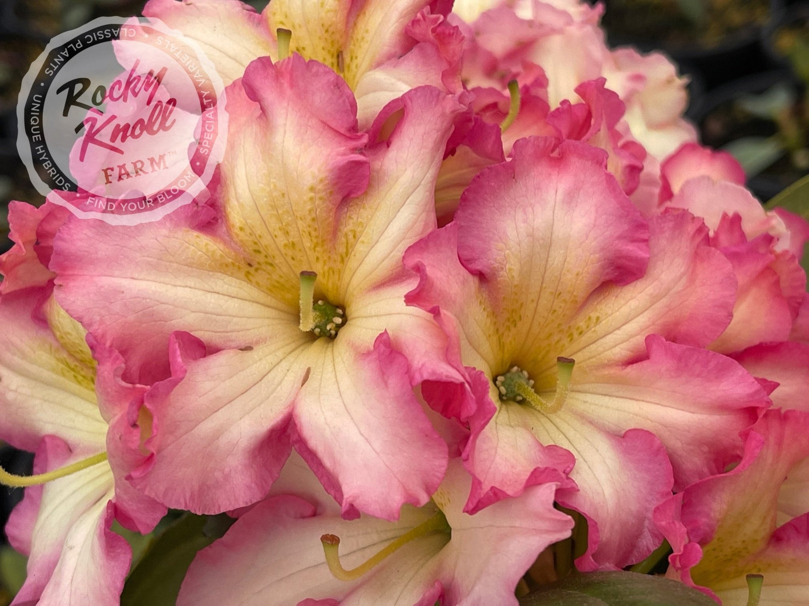 rococoRoseyellowflower LeedsBIG size 38㎝ Melrose Flash - Rocky Knoll Farm