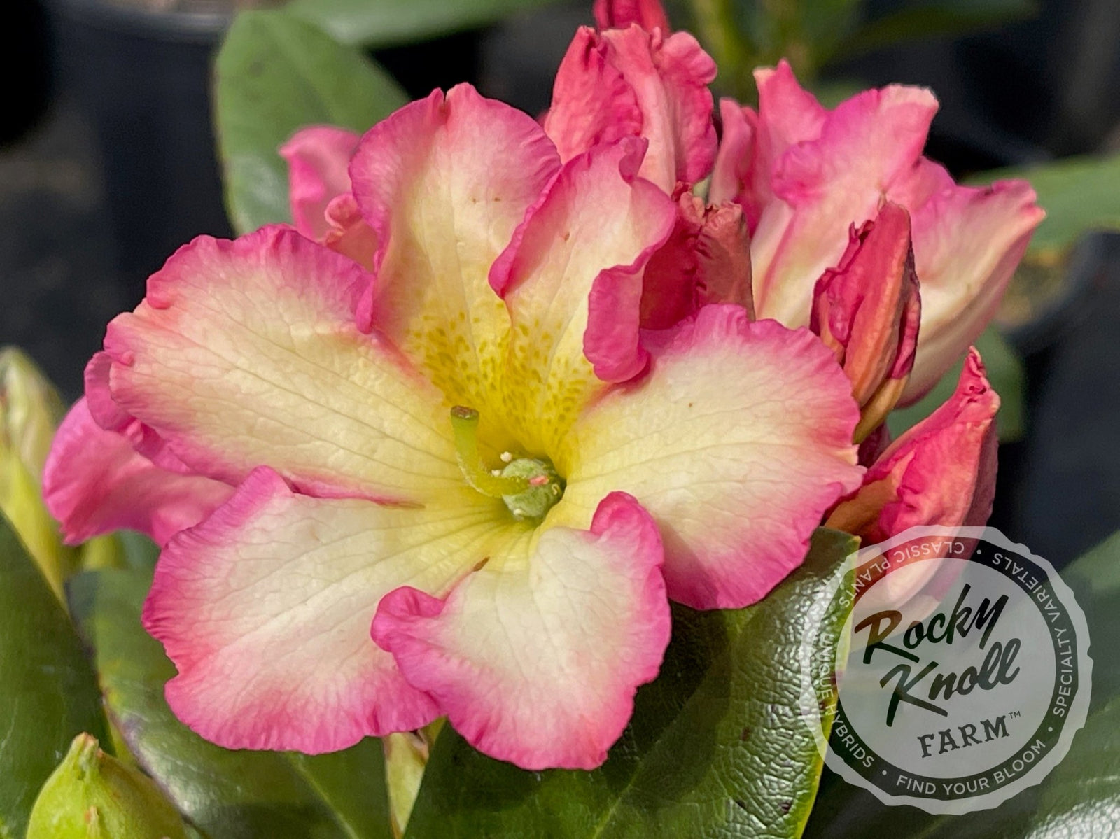 Melrose Flash - Rocky Knoll Farm