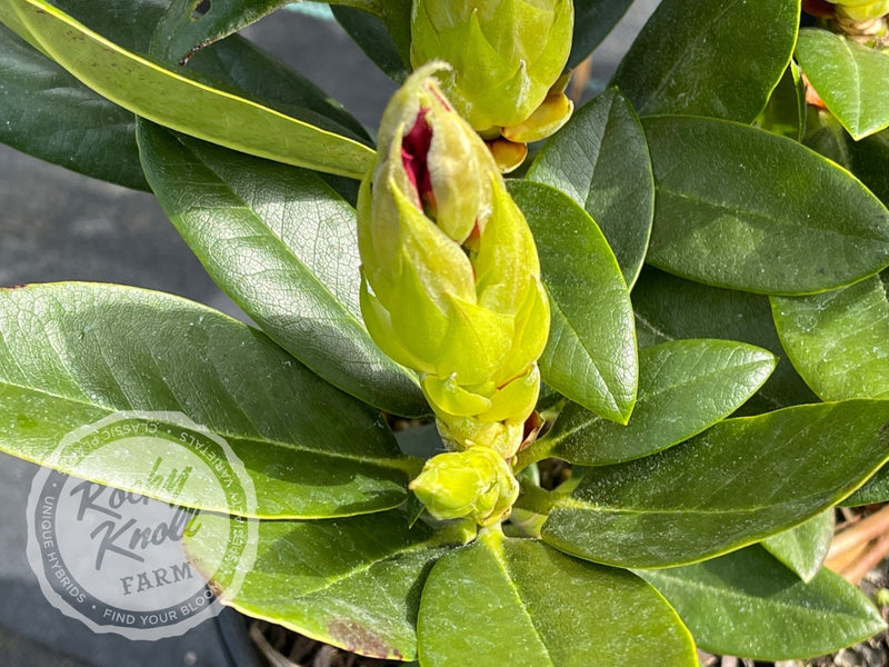 Melrose Flash plant from Rocky Knoll Farm