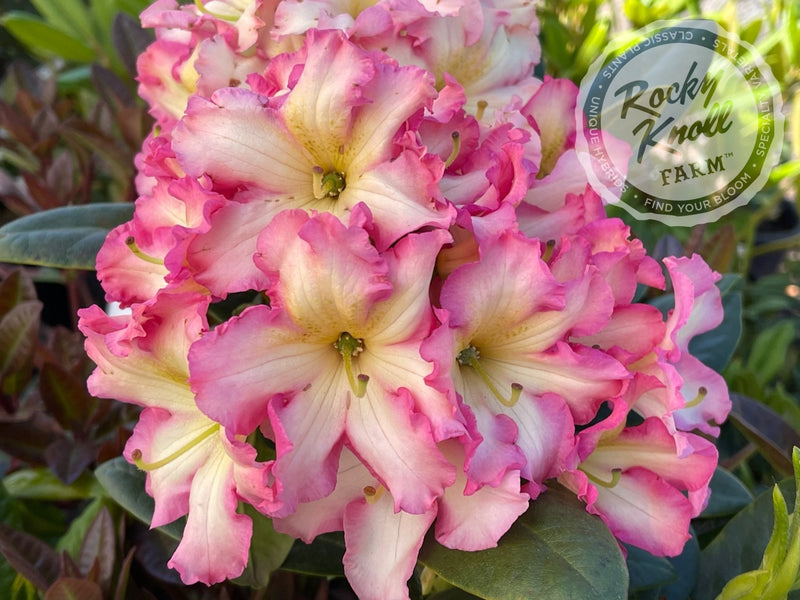 Melrose Flash plant from Rocky Knoll Farm