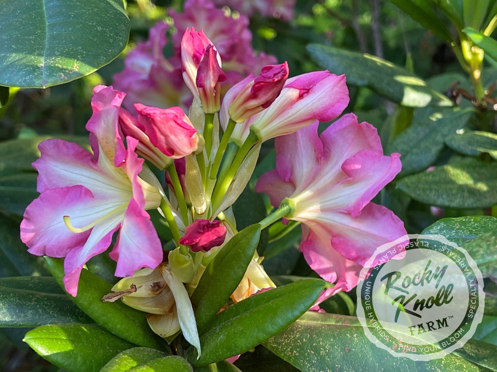 ミロ ロラン・ペンローズ ミロ ロラン・ペンローズ ミロ ロラン・ペンローズ 1847 Rogers Bros