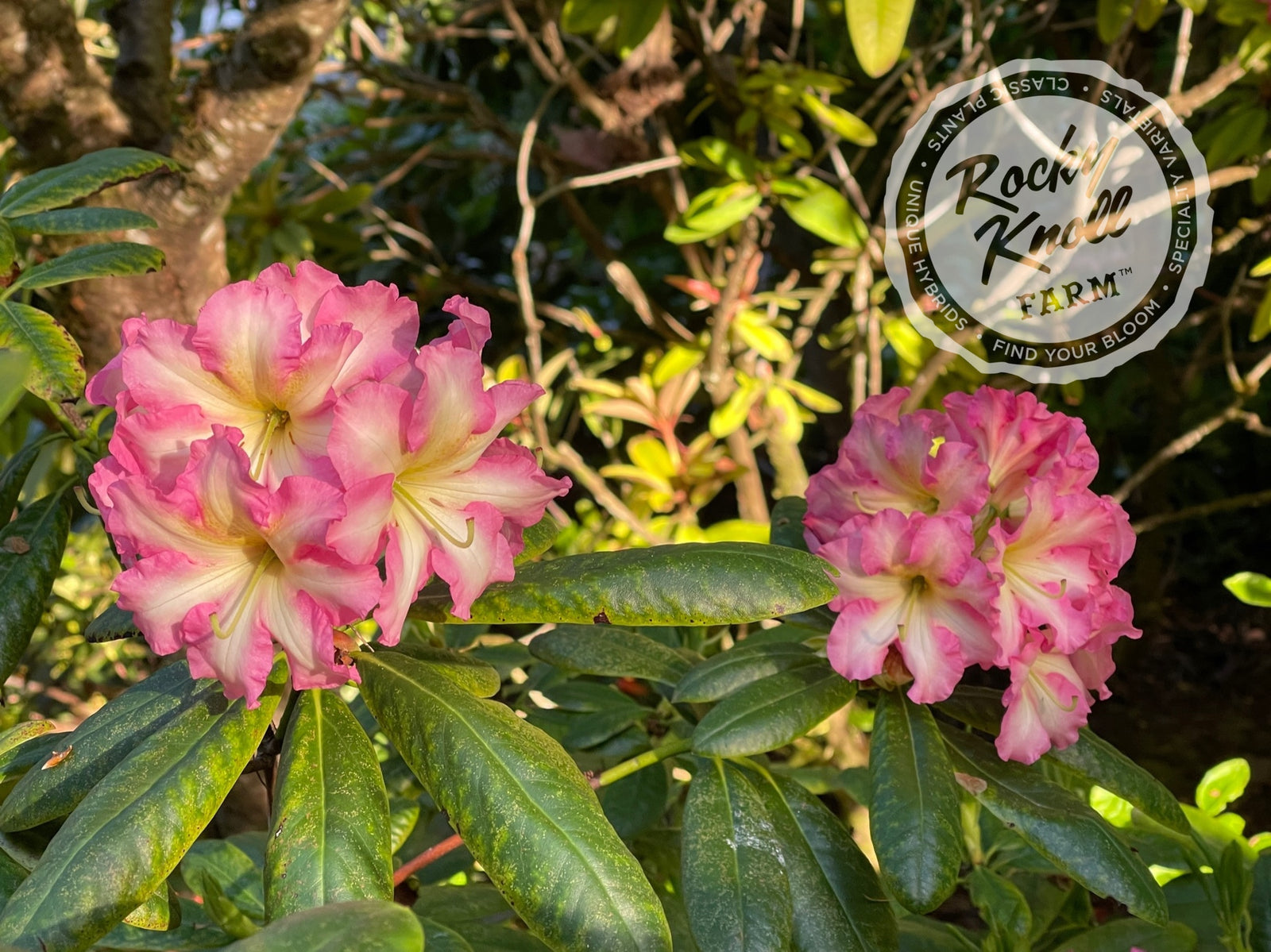rococoRoseyellowflower LeedsBIG size 38㎝ Melrose Flash - Rocky Knoll Farm