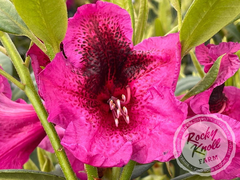 #product_name plant from Rocky Knoll Farm