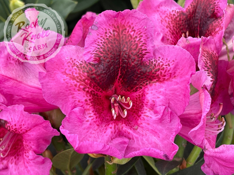 Midnight plant from Rocky Knoll Farm
