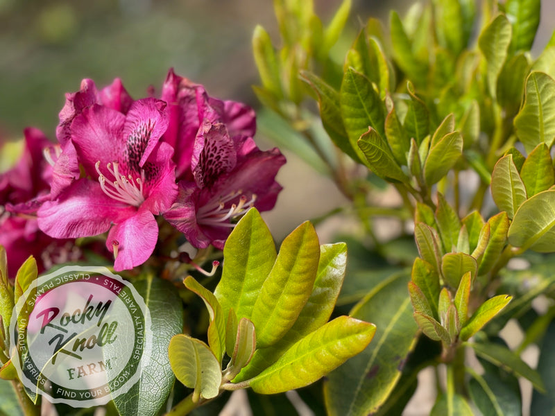 Midnight Song plant from Rocky Knoll Farm