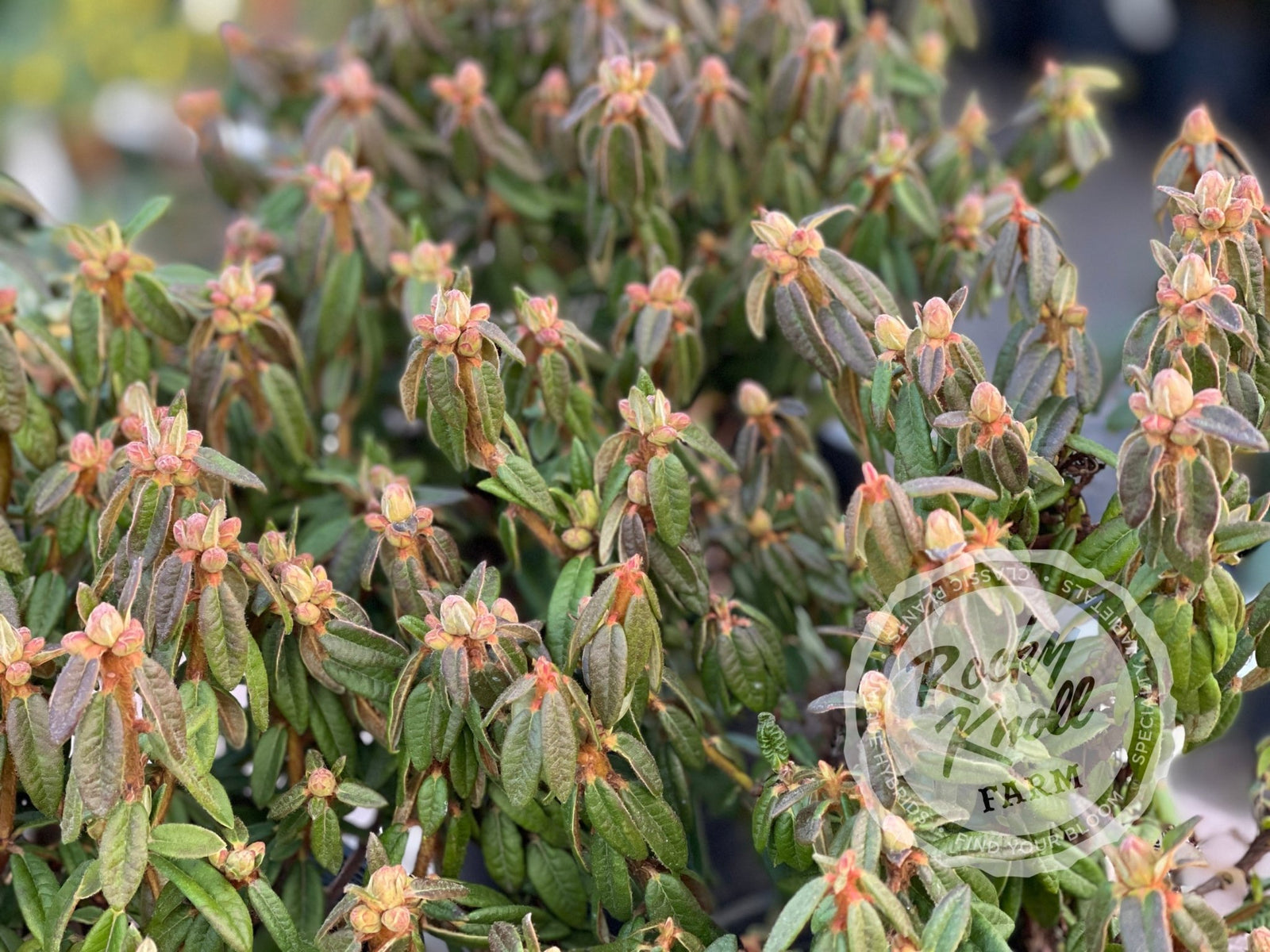 rhododendron milky way R. diversipilosum 'Milky Way'