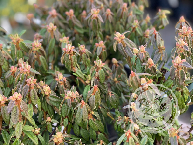 Milky Way plant from Rocky Knoll Farm