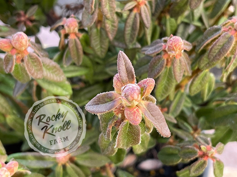 Milky Way plant from Rocky Knoll Farm